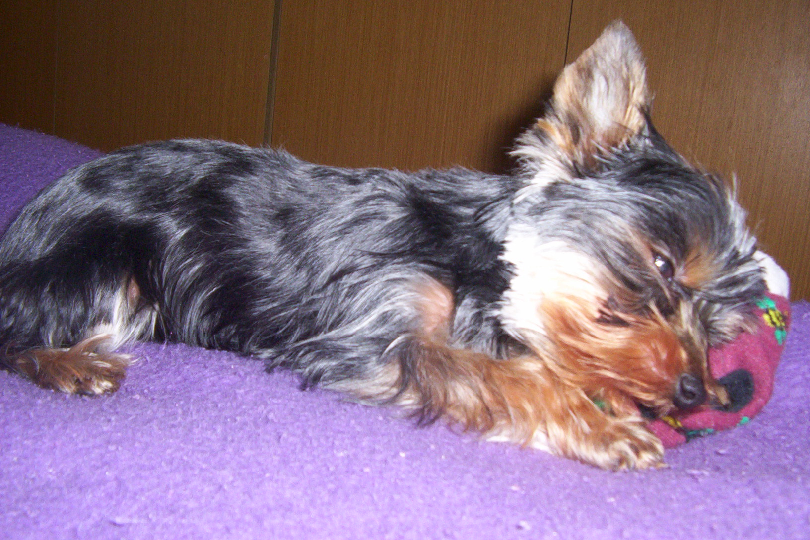 Engee-ostříhaná 011.jpg